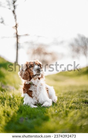 Similar – Image, Stock Photo Springer spaniel dog with wet fur by a beach