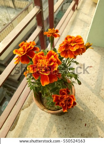 These marigold would bring happiness to your house indeed