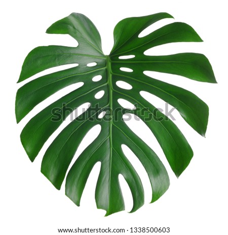 Similar – Image, Stock Photo a leaf with holes