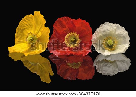 Yellow, red and white poppy flowers isolated on black reflective background