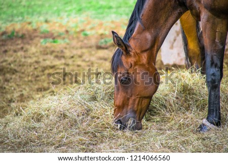 Similar – Image, Stock Photo Horses grazing in green meadow