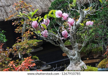 Bonsai Tree Stone Desk Zen Decor Eco Friendly Gift Fairy Garden