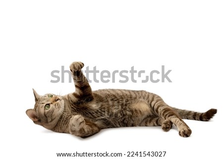 Tabby cat lying on the white floor and raising his hands Foto stock © 