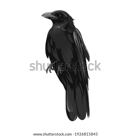 Illustration of the black raven bird. High Detailed Vector Art.