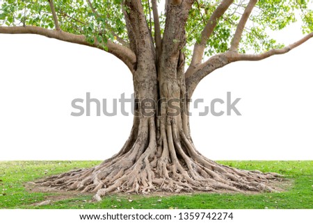 Similar – Image, Stock Photo Old tree roots spread across the forest floor in Cuc Phuong National Park in Ninh Binh Vietnam