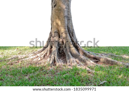 Similar – Image, Stock Photo Old tree roots spread across the forest floor in Cuc Phuong National Park in Ninh Binh Vietnam