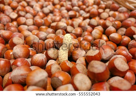 A peanut in a basket full of Hazelnuts. 