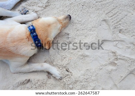 dog sleep on a beach