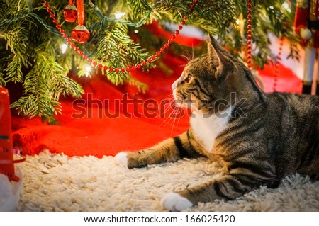 Christmas cat