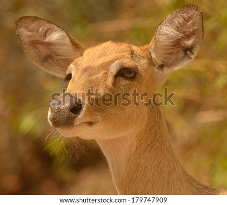 Eld\'s deer Female
