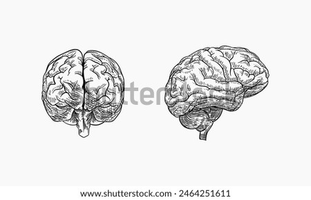 Human brain sketch style vector illustration. Old hand drawn engraving imitation. Brain illustration