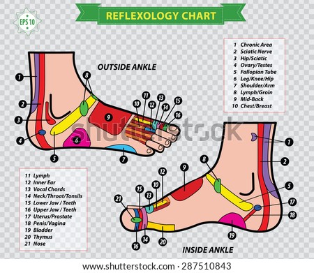 Foot reflexology chart or acupuncture with accurate description of the corresponding internal organs and body parts.