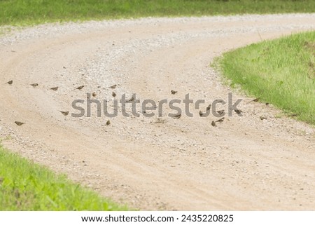 Similar – Image, Stock Photo Yellowhammer searching for food on the forest floor