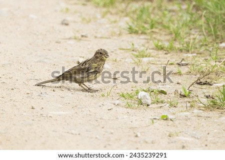 Similar – Image, Stock Photo Yellowhammer searching for food on the forest floor