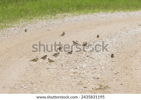 Image, Stock Photo Yellowhammer searching for food on the forest floor