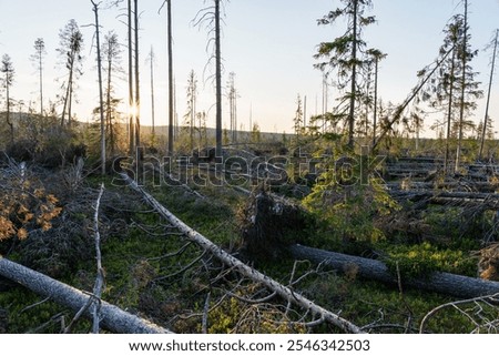 Similar – Image, Stock Photo Northern lights over conifer trees