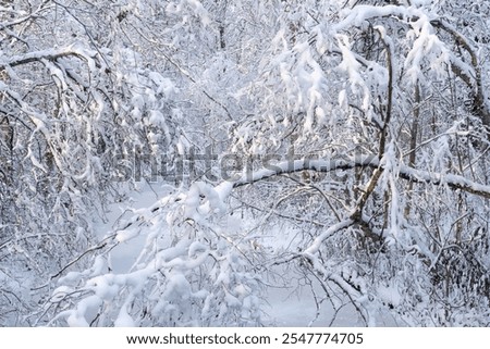 Similar – Image, Stock Photo Thick snowfall at night