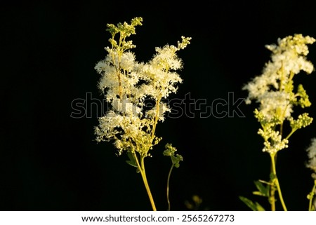 Similar – Image, Stock Photo Meadowsweet blooms creamy white and smells