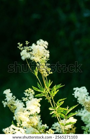 Similar – Image, Stock Photo Meadowsweet blooms creamy white and smells