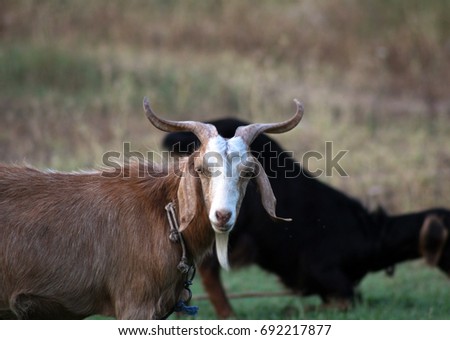 a goat face Stok fotoğraf © 