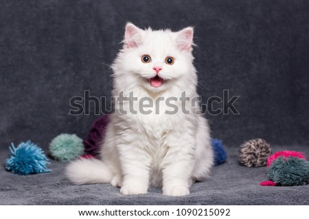 Similar – Image, Stock Photo sweet tooth Cat kitten