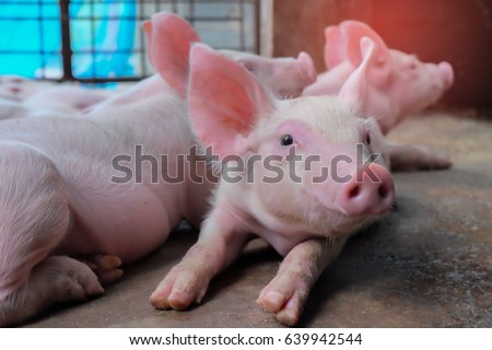 Similar – Foto Bild Mutter Schwein im Käfig mit ihren Ferkeln auf einem Zuchtbetrieb.