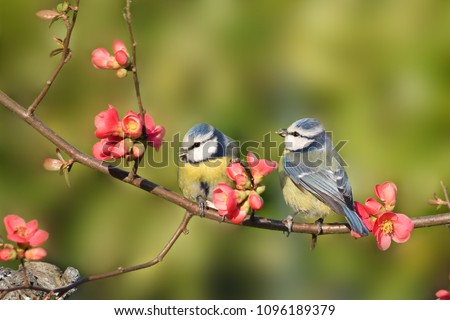 Similar – Foto Bild Blaumeise im blühenden Strauch