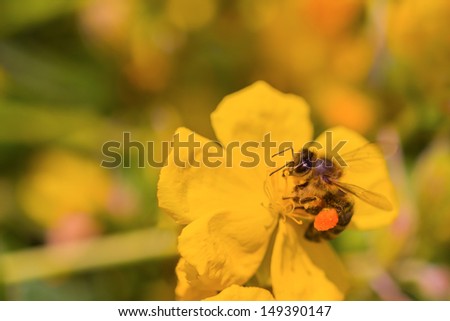 Honey bee collects nectar on a yellow flower. Macro-shot of a honey bee with lots of details.