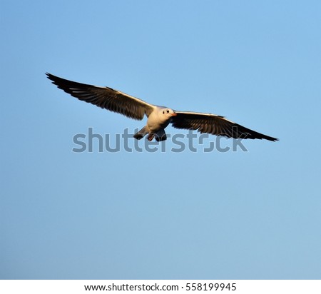 seagull bird