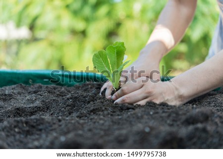 Similar – Image, Stock Photo platation of organic lettuce in home