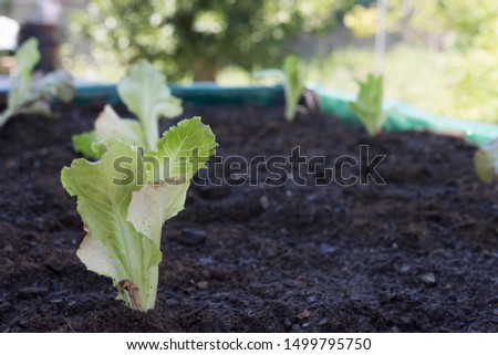 Similar – Image, Stock Photo platation of organic lettuce in home