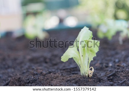 Similar – Image, Stock Photo platation of organic lettuce in home