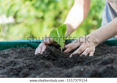 Similar – Image, Stock Photo platation of organic lettuce in home