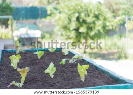 Similar – Image, Stock Photo platation of organic lettuce in home