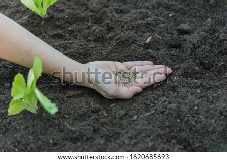 Similar – Image, Stock Photo platation of organic lettuce in home