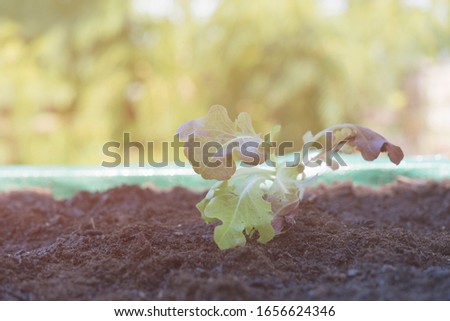 Image, Stock Photo platation of organic lettuce in home