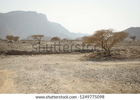 Rugged, remote, and dry natural terrain and the hot desert environment of Ras Al Khaimah mountaneous region in U.A.E. Nature with trees, mountains and rough dry desert landscape. Zdjęcia stock © 