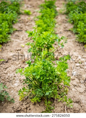 Carrot plants in garden. Green rows on field. Carrot plantation