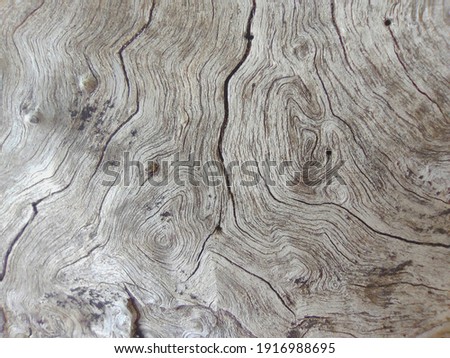 Similar – Image, Stock Photo Texture of the bark of a Styphnolobium japonicum commonly known as Pagoda tree