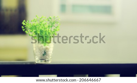Green small plant (heart shape) in a vase at the balcony in the morning sunlight