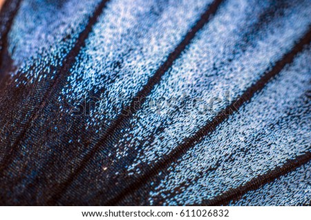 Similar – Image, Stock Photo Spot of color|close up of poppy blossom in cornfield