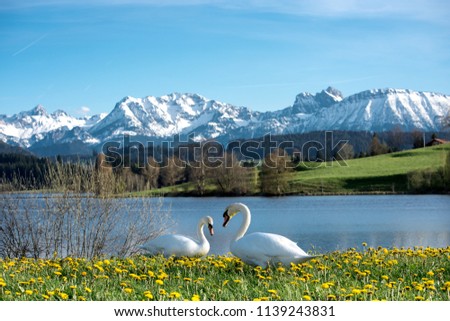 Similar – Foto Bild Füssen berge alpen allgäu