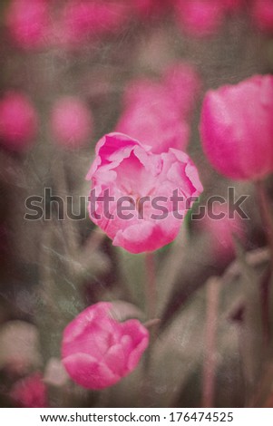 Abstract old background with tulips grunge texture. For art texture, grunge design, and vintage cement wall or border frame