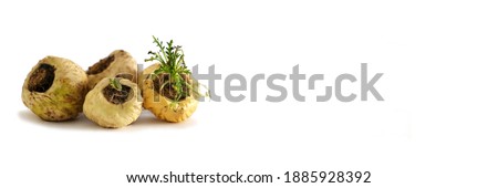 Maca Peruvian. Withe Maca in with background  Foto stock © 