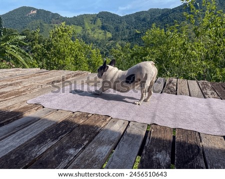 Similar – Foto Bild Französische Bulldogge beim Stretching auf der Yogamatte.