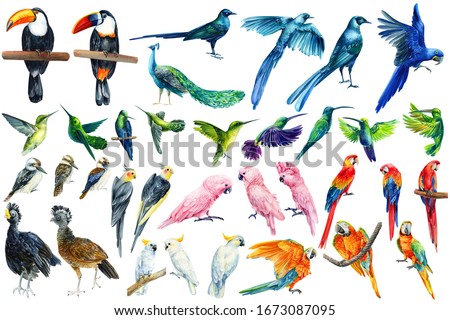 watercolor tropical birds, toucan, macaw, parrot, cockatoo, kookaburra, hummingbird, white isolated background, hand drawing
