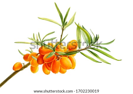 Similar – Image, Stock Photo Ripe sea buckthorn on a cold winter’s day on the beach of the Baltic Sea