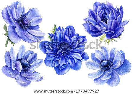 Set of anemone flowers, isolated white background, watercolor illustration, hand drawing, botanical painting