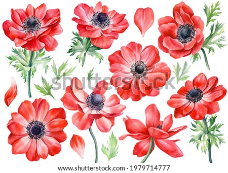 Set anemones flowers. Botanical watercolor floral illustration for design Imagine de stoc © 