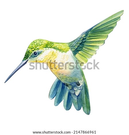 Similar – Image, Stock Photo hummingbird Small Bird